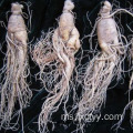 ginseng ginseng akar kesihatan